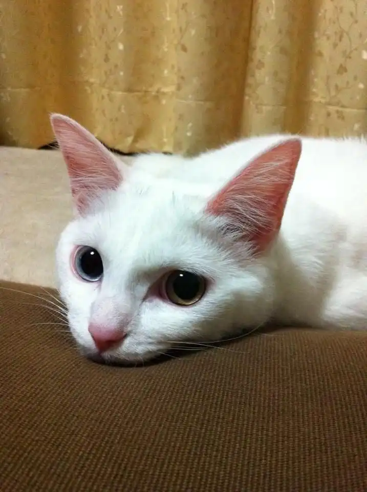 Vanity Mirror with LED