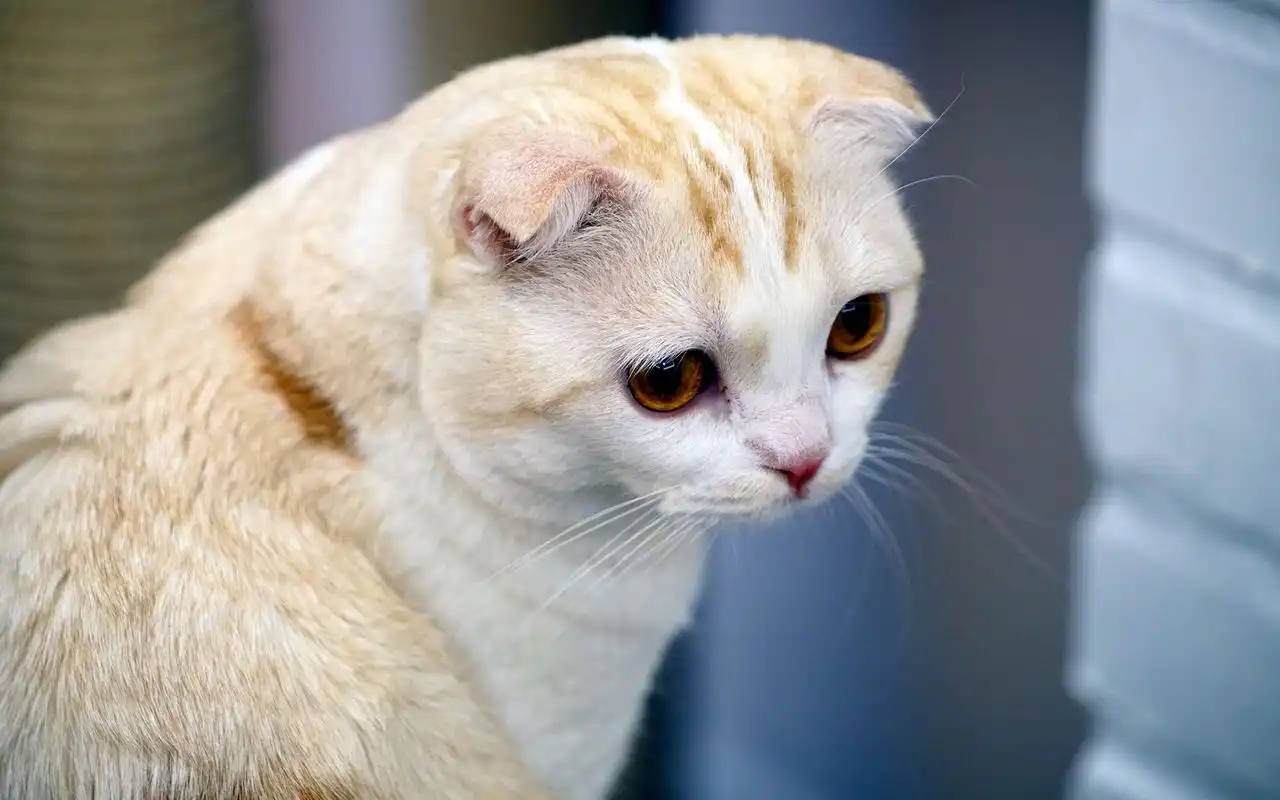 Digital Kitchen Timer