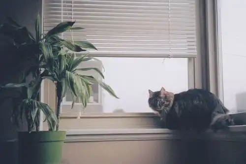 Athletic Running Shoes