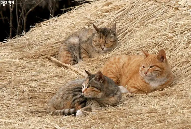 Apple Corer and Slicer