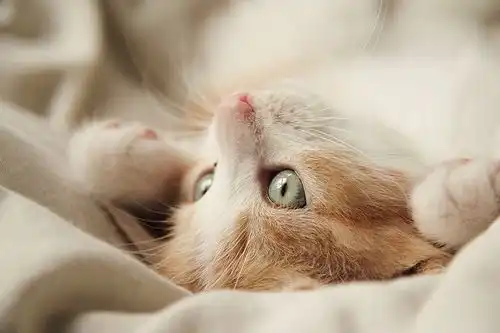 Canvas Cooking Apron