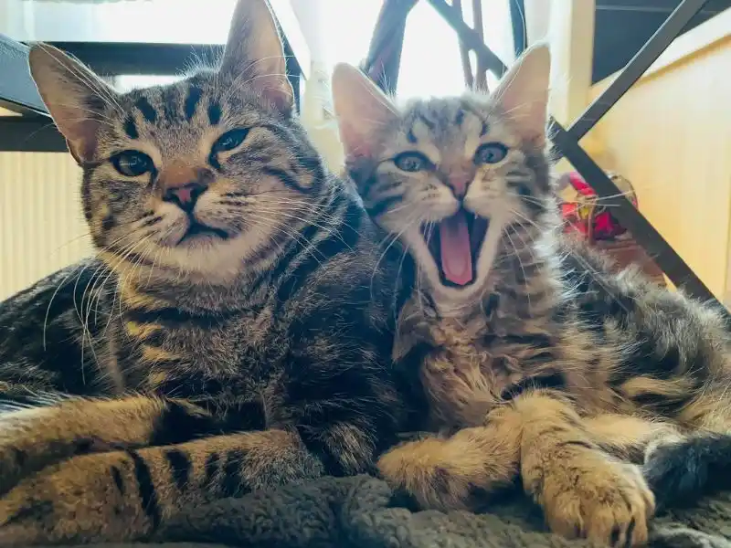 Silicone Measuring Cups