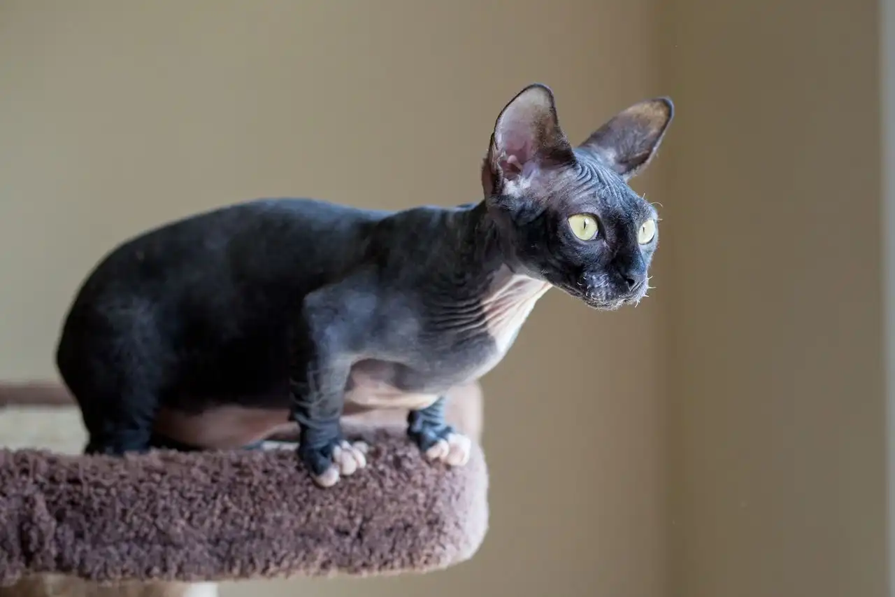 Stainless Steel Mixing Bowls