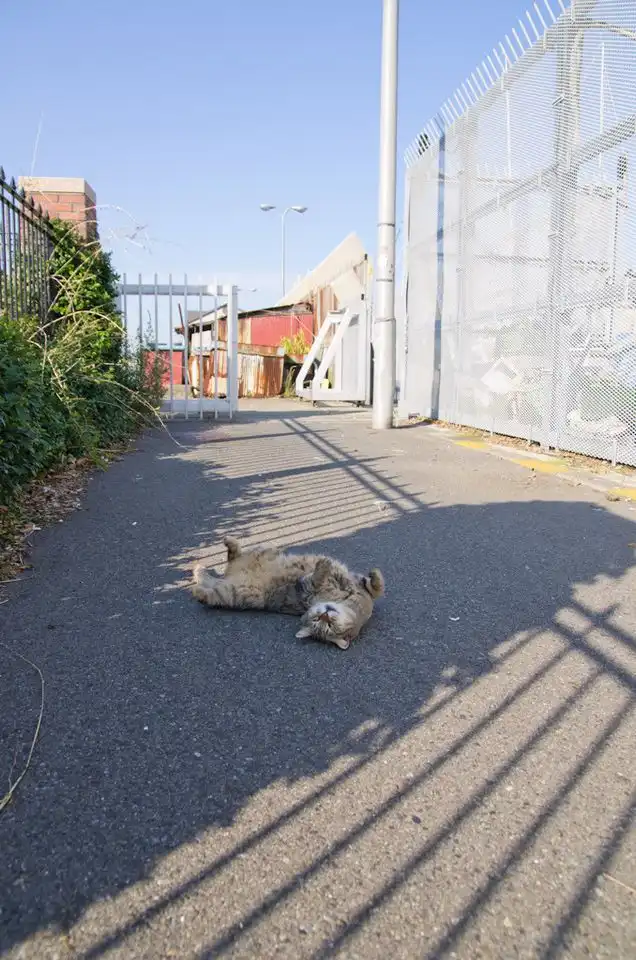 Dishwasher Detergent Pods