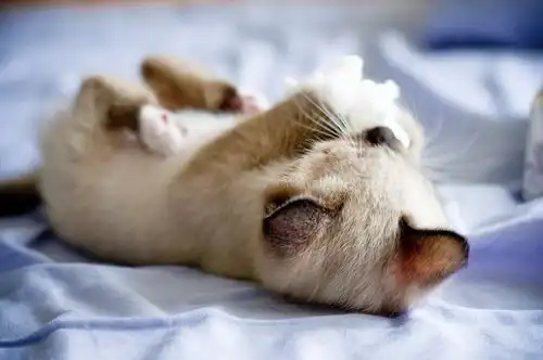 Granite Mortar and Pestle