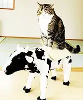 Flexible Boning Knife