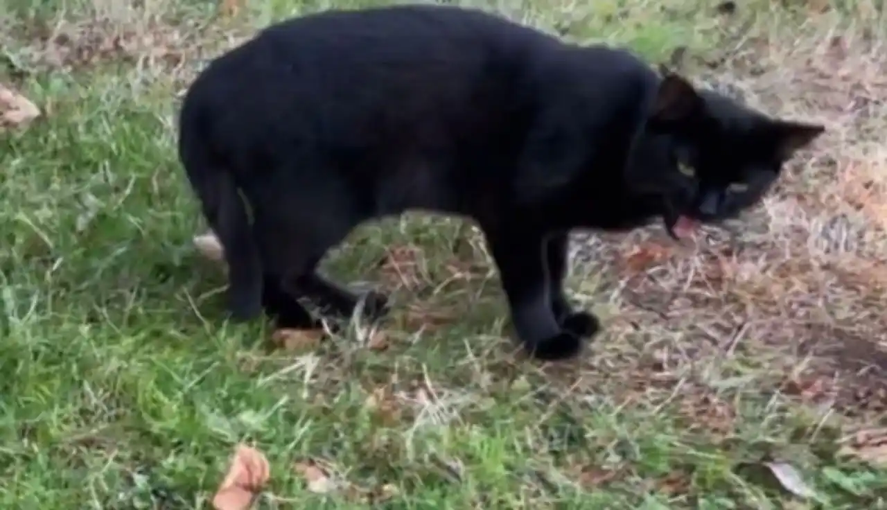 All-Purpose Kitchen Cleaner