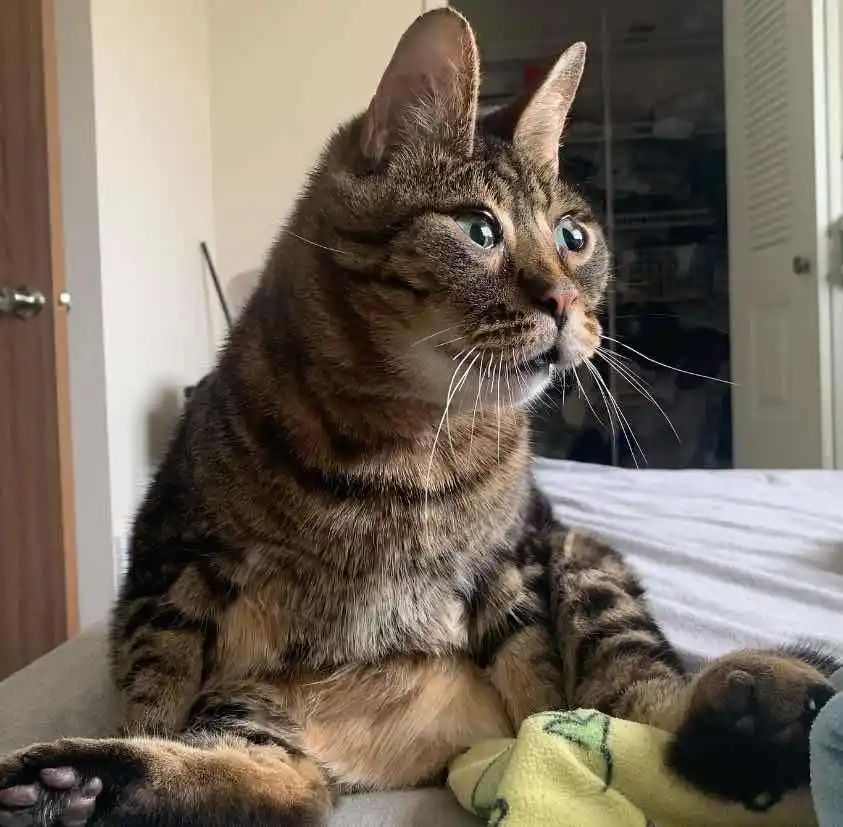 Adjustable Laptop Stand