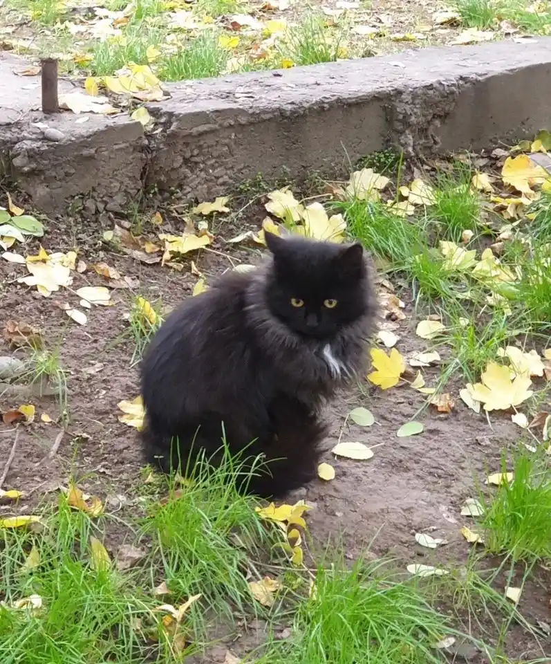 Digital Kitchen Scale