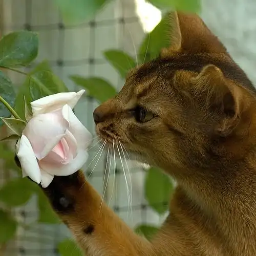 Portable Bluetooth Speaker