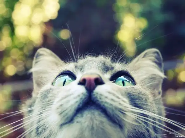 Wireless Bluetooth Headphones