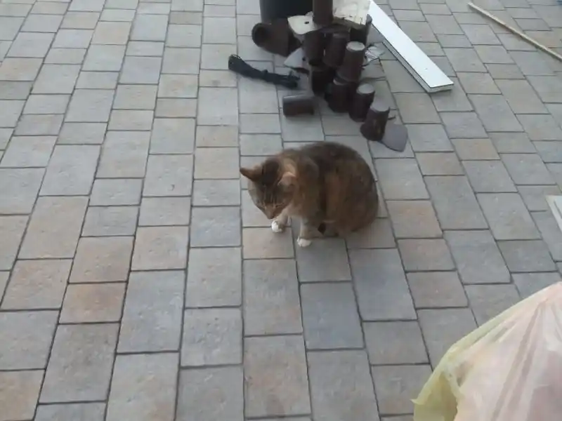 Manual Citrus Juicer