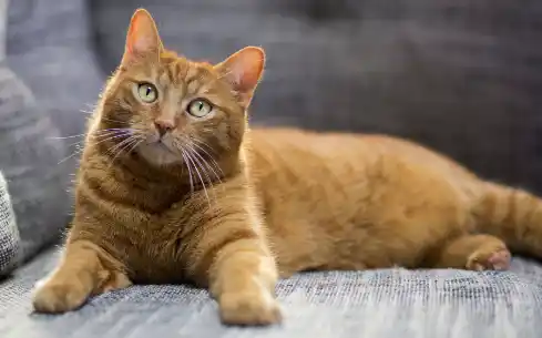 Automatic Soap Dispenser