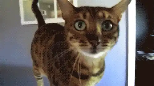 Adjustable Mandoline Slicer