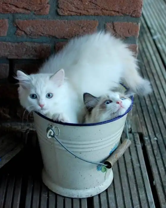 Microfiber Dish Towels