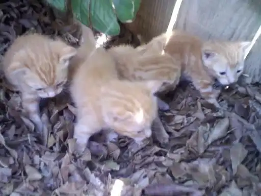 Serrated Bread Knife