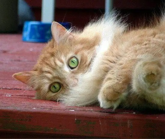 Heat-Resistant Oven Mitts