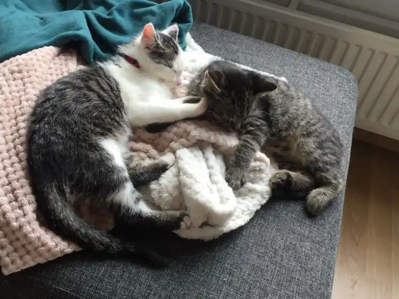 Silicone Spatula Set